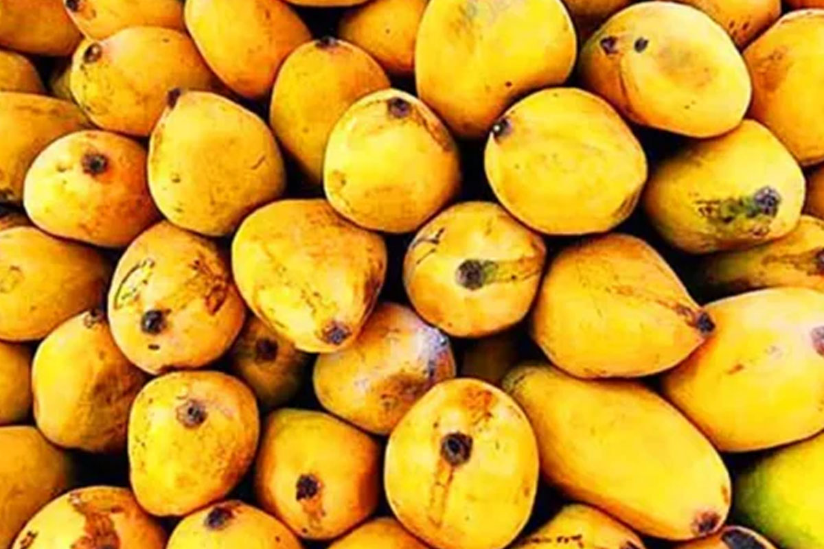 মুখ্যমন্ত্রী শুভেন্দুর জন্য আম পাঠাল ঢাকা, বদলের বাংলাদেশে অব্যাহত ‘ম্যাঙ্গো ডিপ্লোমেসি’