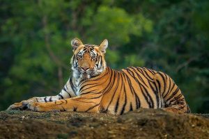 ঝাড়গ্রামে হাজার একর জমিতে সাফারি পার্ক, শিলিগুড়ি থেকে আসবে রয়্যাল বেঙ্গল ও চিতাবাঘ