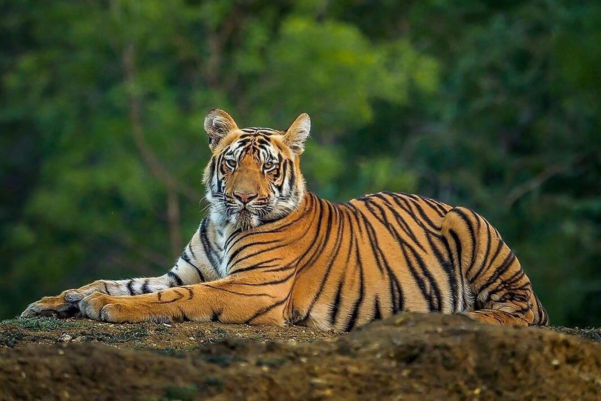 ঝাড়গ্রামে হাজার একর জমিতে সাফারি পার্ক, শিলিগুড়ি থেকে আসবে রয়্যাল বেঙ্গল ও চিতাবাঘ