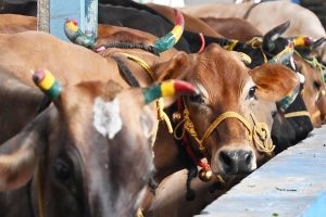 মাদ্রাজ হাই কোর্টের রায়কে চ্যালেঞ্জ, গোহত্যা নিষিদ্ধকরণের বিরুদ্ধে শীর্ষ আদালতে বিজয় সরকার