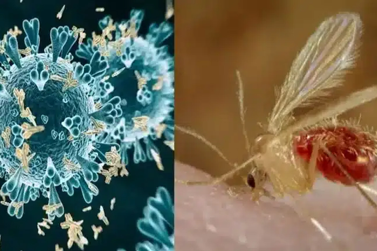 chandipura virus symptoms causes treatment prevention gujarat child deaths