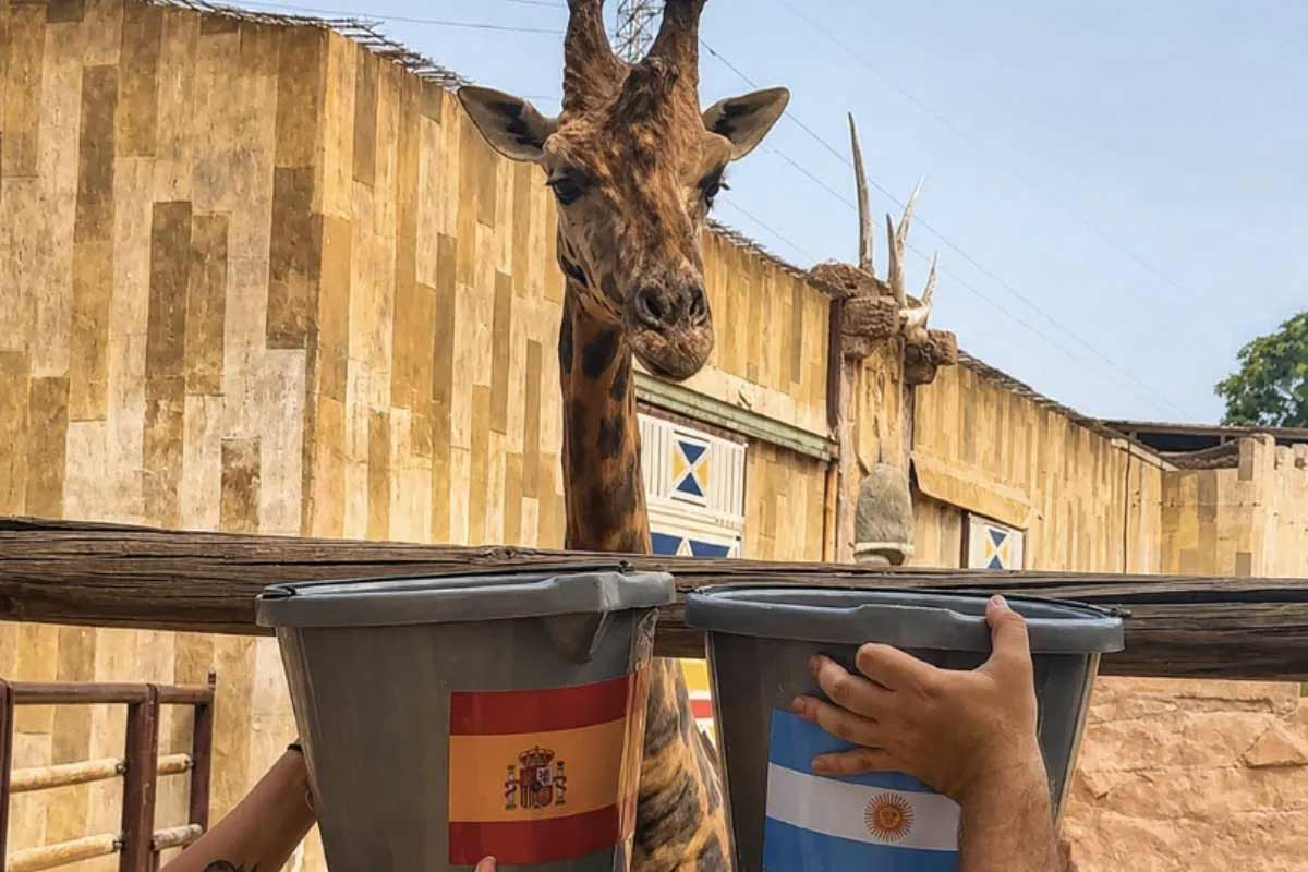 This giraffe has also predicted the outcome about the FIFA World Cup 2026