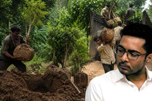 মাটি থেকে বহুমূল্য গাছ পাচার শাহজাহানদের, বড় ভূমিকা অভিষেকেরও! তদন্তের নির্দেশ আদালতেরও