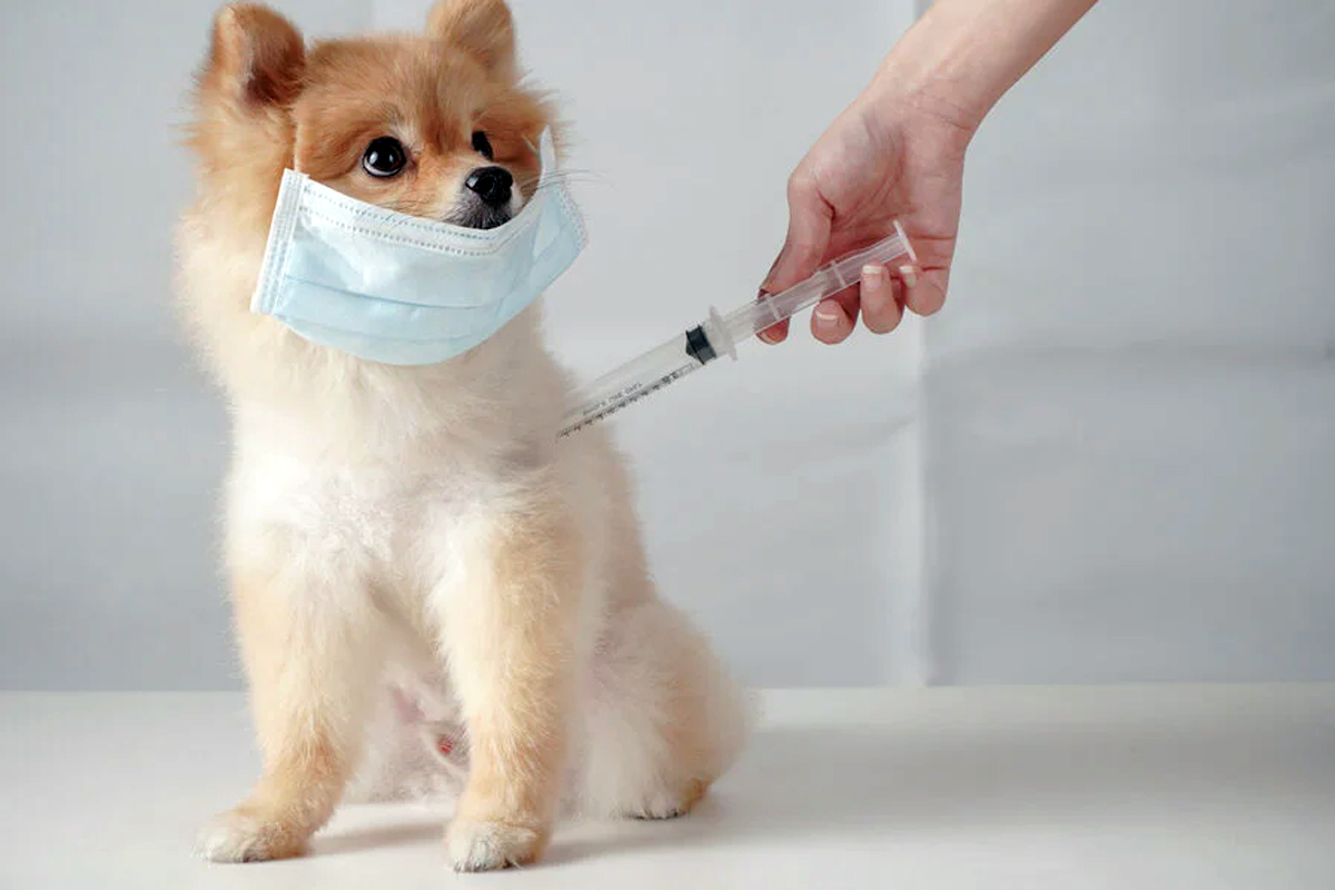world zoonoses day animal to human diseases