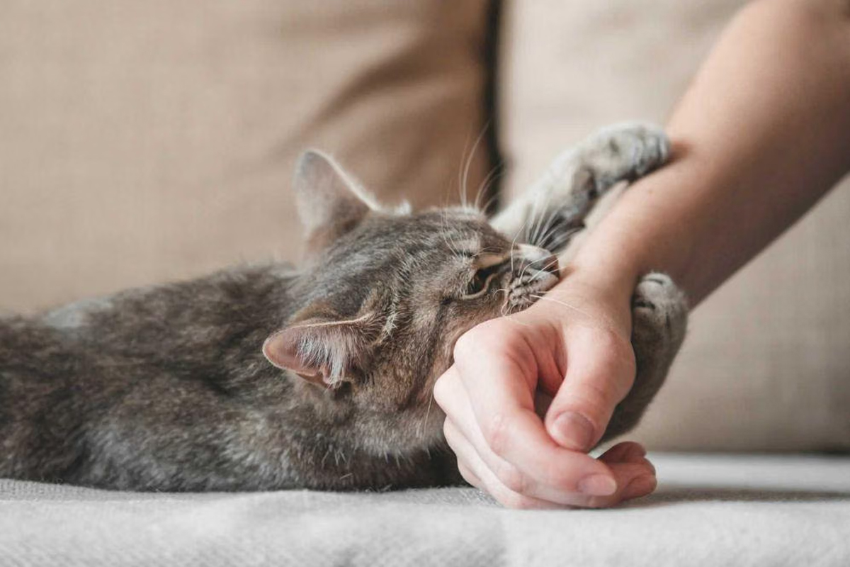 Even a minor cat scratch can cause Cat Scratch Disease