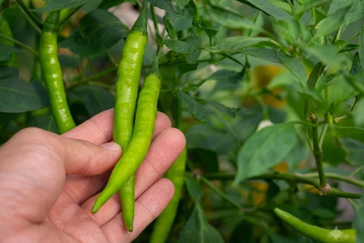 Gardening Tips For Chilli Plant: Grow Fresh at Home Easily