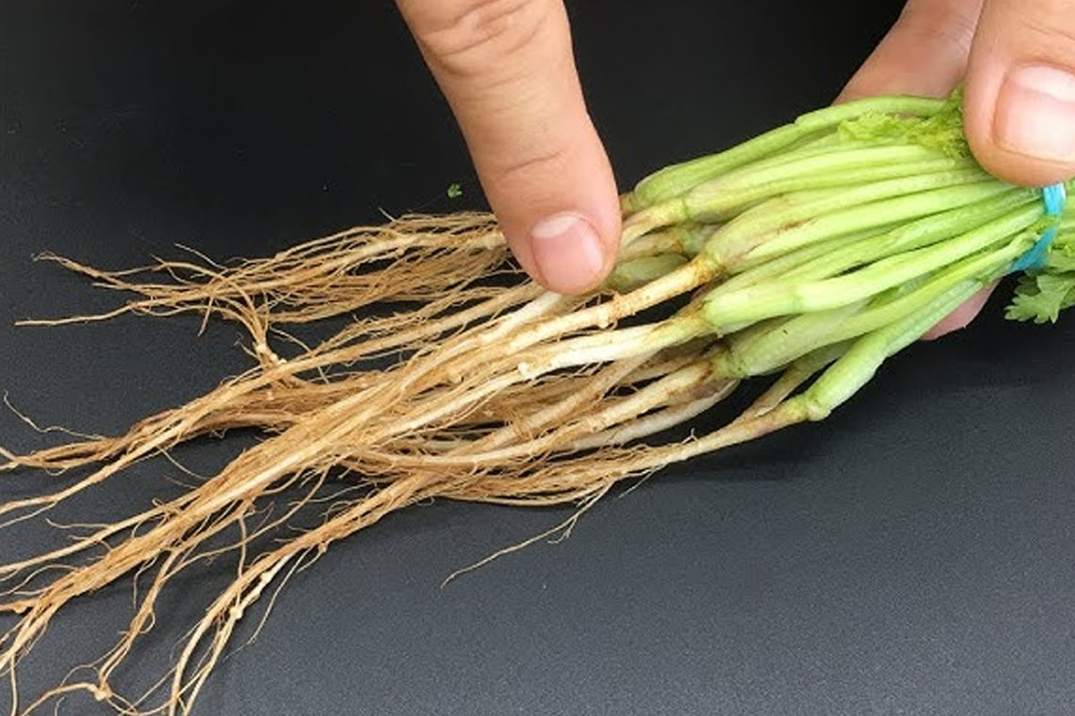 Don't Throw Away Coriander Stems: 5 Delicious Ways to Use Them