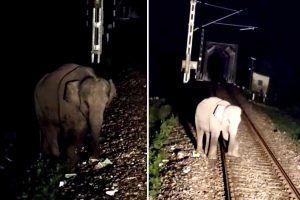 লাইন পারাপারে দুর্ঘটনায় মৃত্যু হাতির, একমাসে ৫০ বুনোর প্রাণ বাঁচিয়ে নজির রেলের