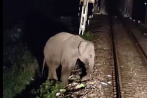 লাইন পারাপারে দুর্ঘটনায় মৃত্যু হাতির, একমাসে ৫০ বুনোর প্রাণ বাঁচিয়ে নজির রেলের