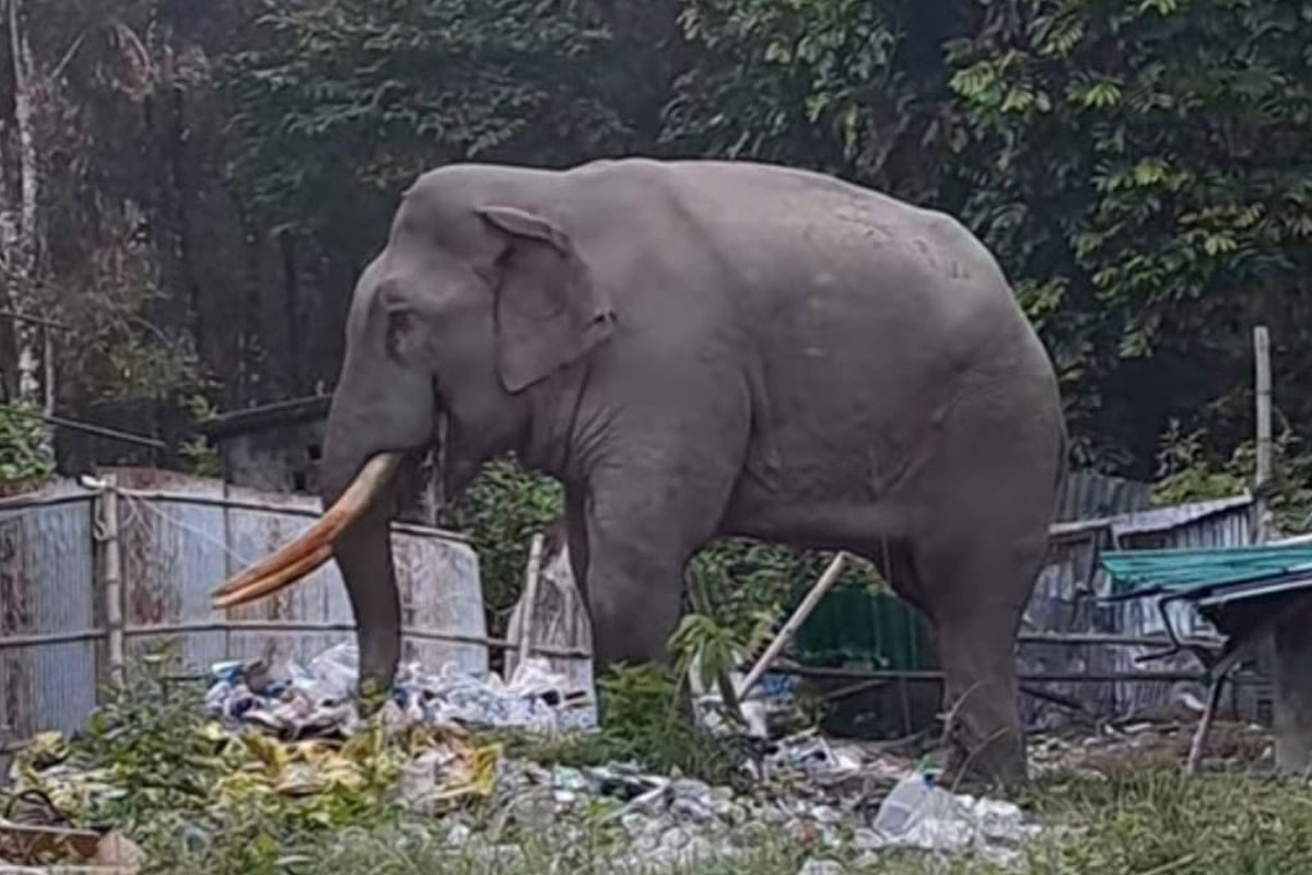Crisis in North Bengal, elephants and wild animals enter human locality to save their lives