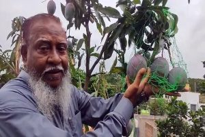 ছাদেই বিদেশি ফলের স্বর্গ! মুর্শিদাবাদে বৃদ্ধের বাগানে ফলছে ৮০ ডলারের ‘ডিম আম’