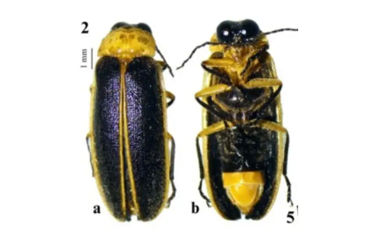 Rare new firefly species found in Mawsynram, Meghalaya