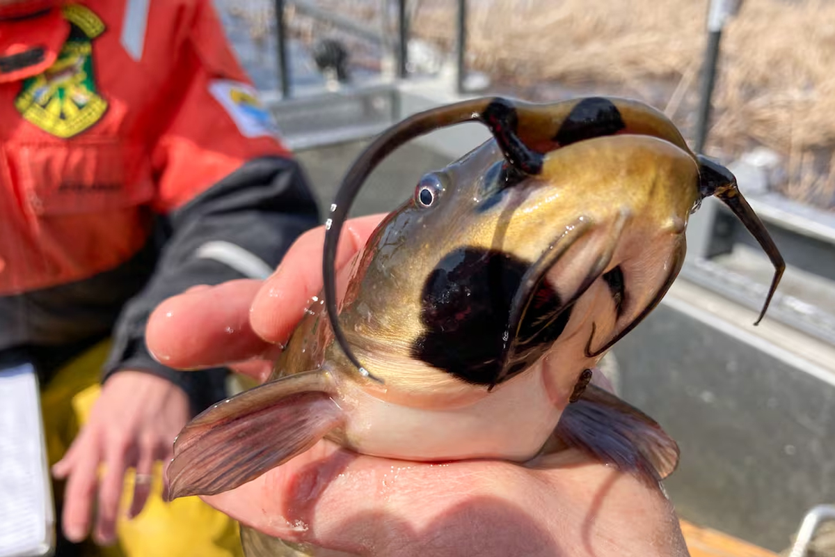 Scientists discover contagious cancer spreading between freshwater fish.