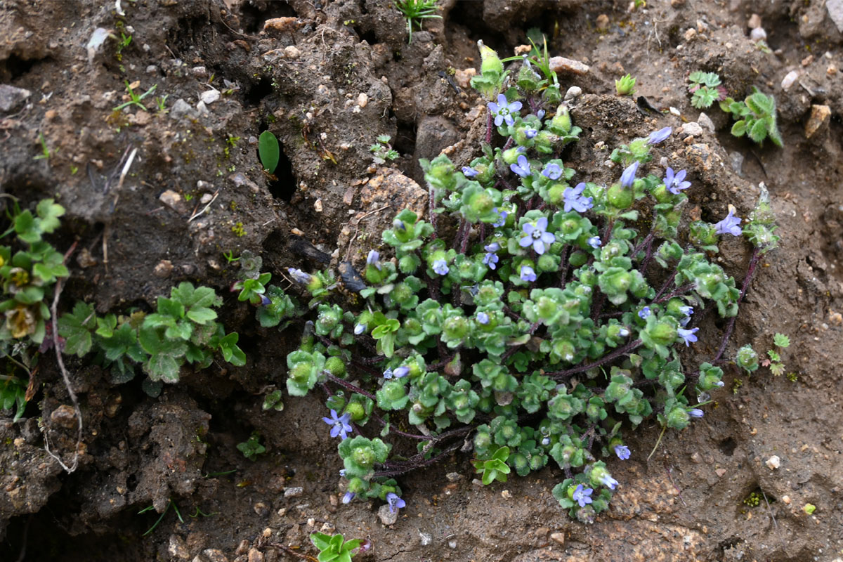 rare Himalayan flower rediscovered in Arunachal Pradesh after 158 years