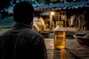 বউমাকে জোর করে গোমূত্র খাওয়ানোর অভিযোগ, প্রাক্তন সাংসদের কীর্তি ফাঁস হতেই চাঞ্চল্য মহারাষ্ট্রে