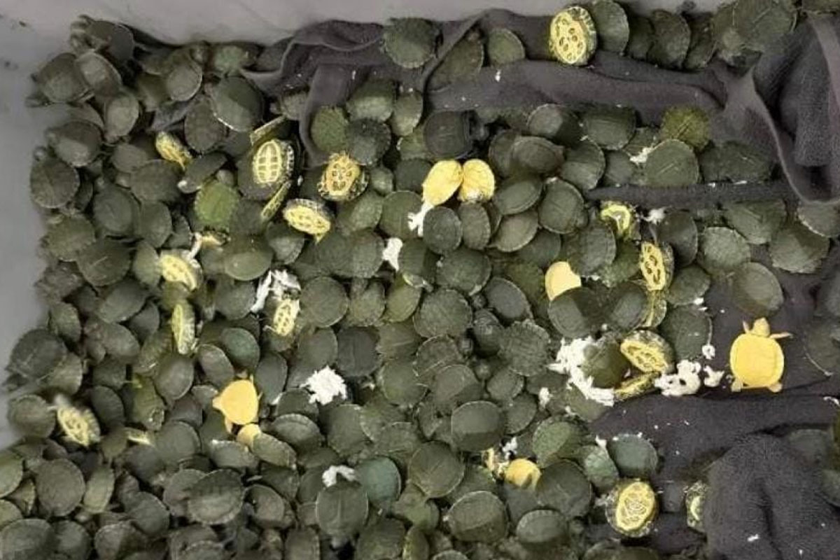 Chennai-bound passenger detained at Kolkata airport with 707 turtles