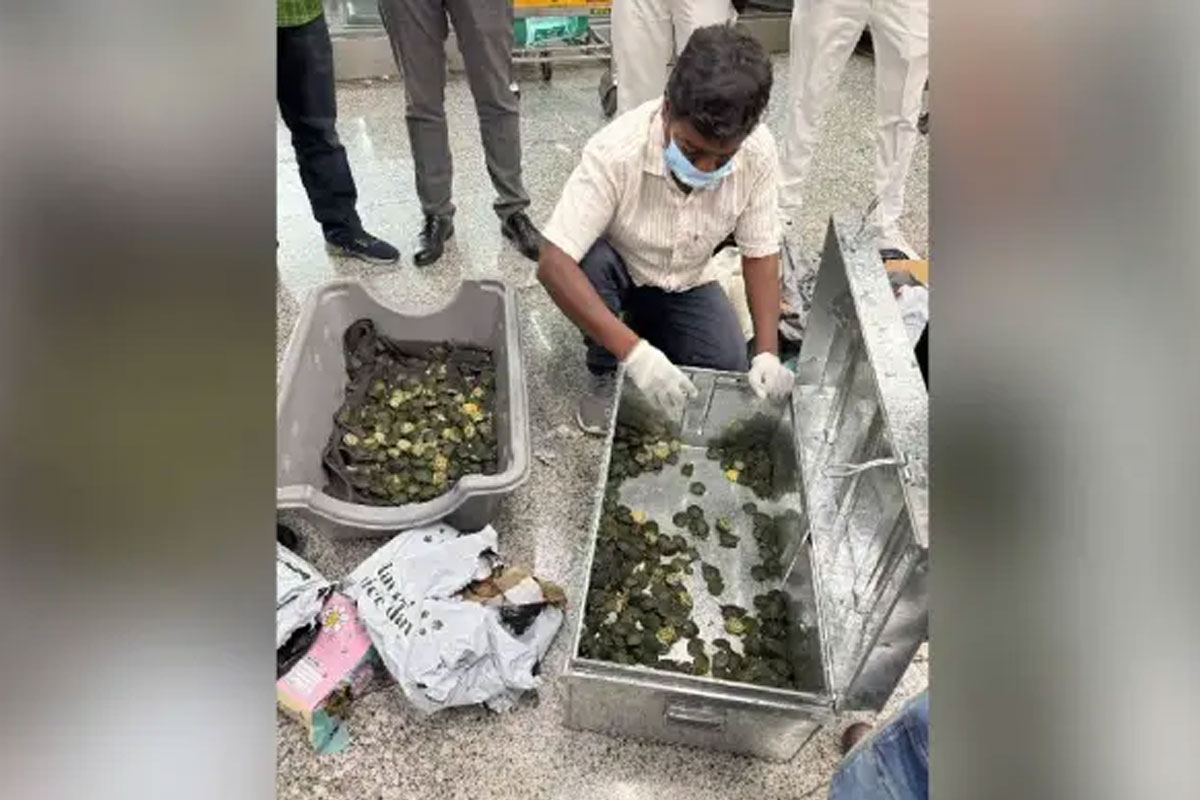 ব্যাগের মধ্যে গিজগিজ করছে বিদেশি কচ্ছপ, কলকাতা বিমানবন্দর থেকে আটক চেন্নাইয়ের যাত্রী