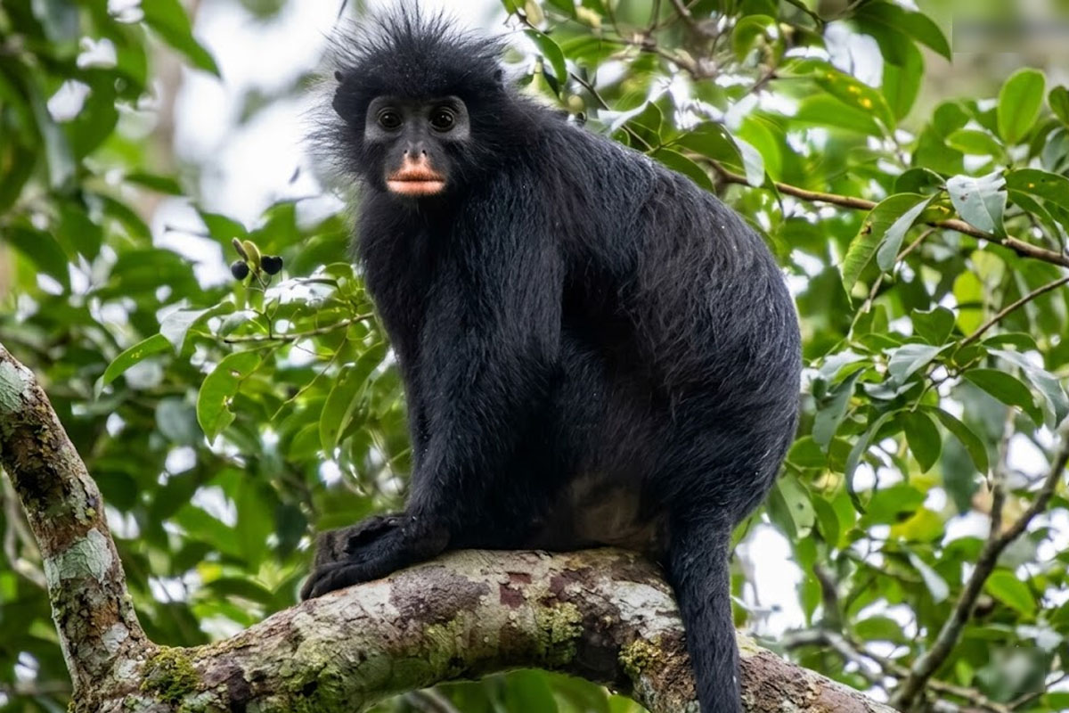 New Monkey Species With Orange Lips Found in Congo