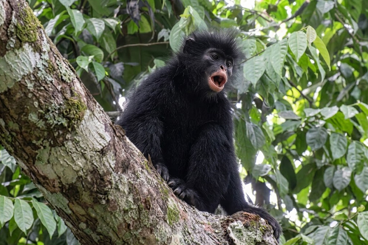 New Monkey Species With Orange Lips Found in Congo