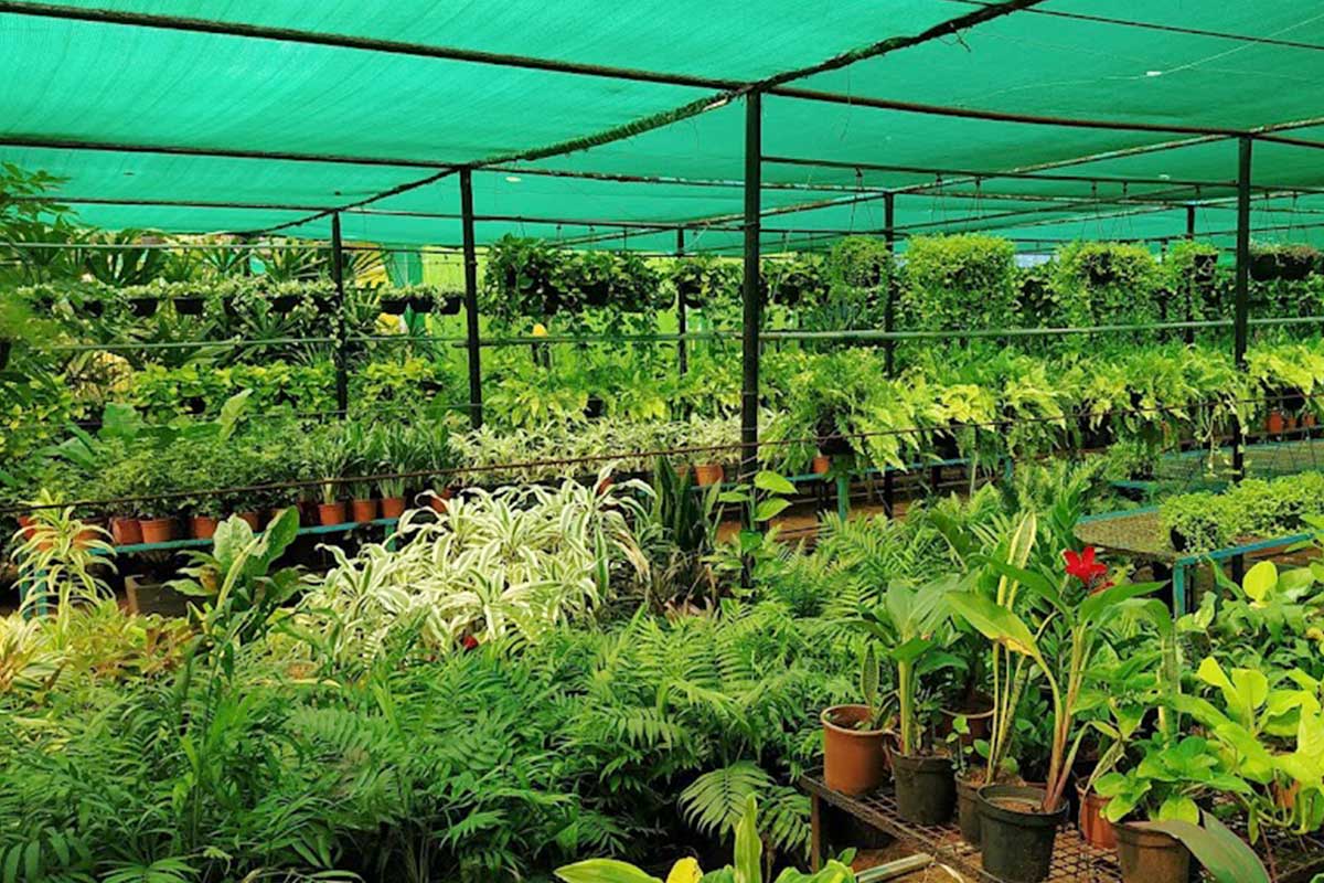 তৃণমূল সরকার অর্থ বরাদ্দ না করায় ফাঁকা নার্সারি! সবুজায়নে চারা কিনতে দিশাহারা বন দপ্তর