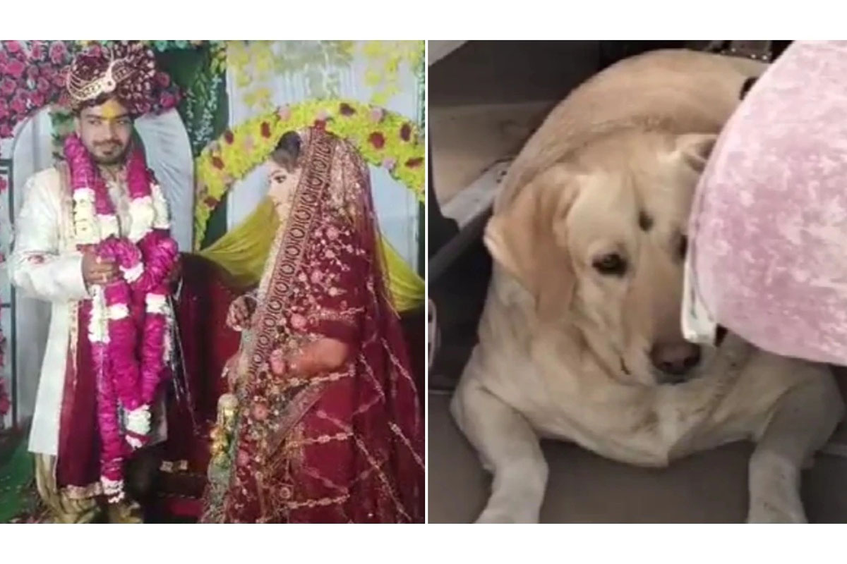UP bride calls off wedding after pet dog is beaten