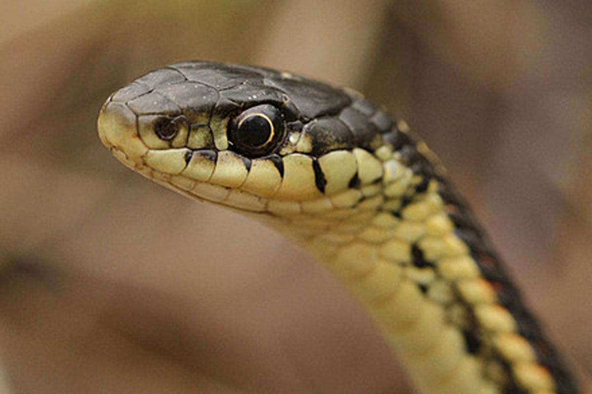 Can You Detect a Snake Indoors by Its Smell?
