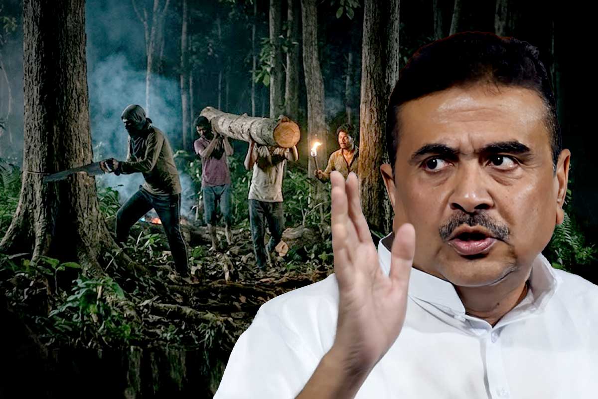 তৃণমূল জমানায় বন চুরি! ‘সব ধ্বংস করেছে, গাছও ছাড়েনি’, তোপ মুখ্যমন্ত্রীর
