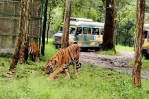 পুজোর আগেই চমক, শিলিগুড়ির বেঙ্গল সাফারি পার্কে আলিপুর থেকে যাচ্ছে আরও বাঘ