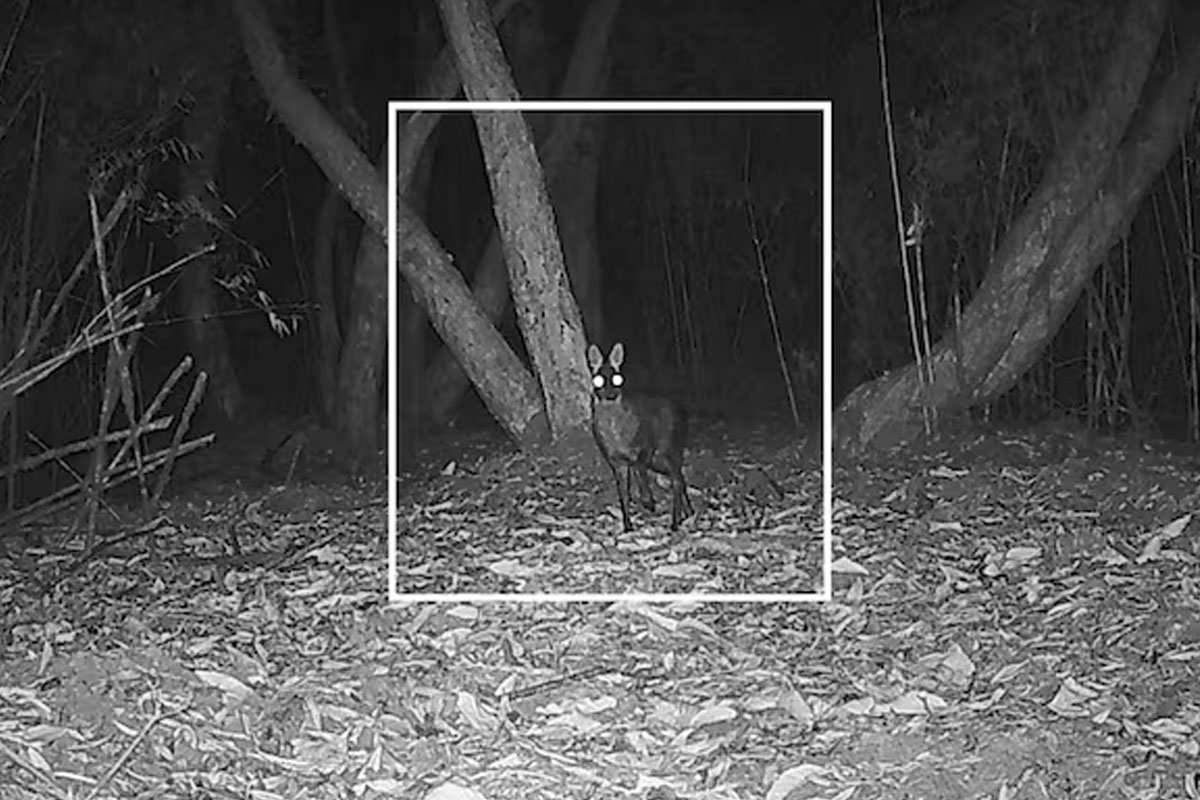Endangered musk deer spotted in West Bengal after 70 years