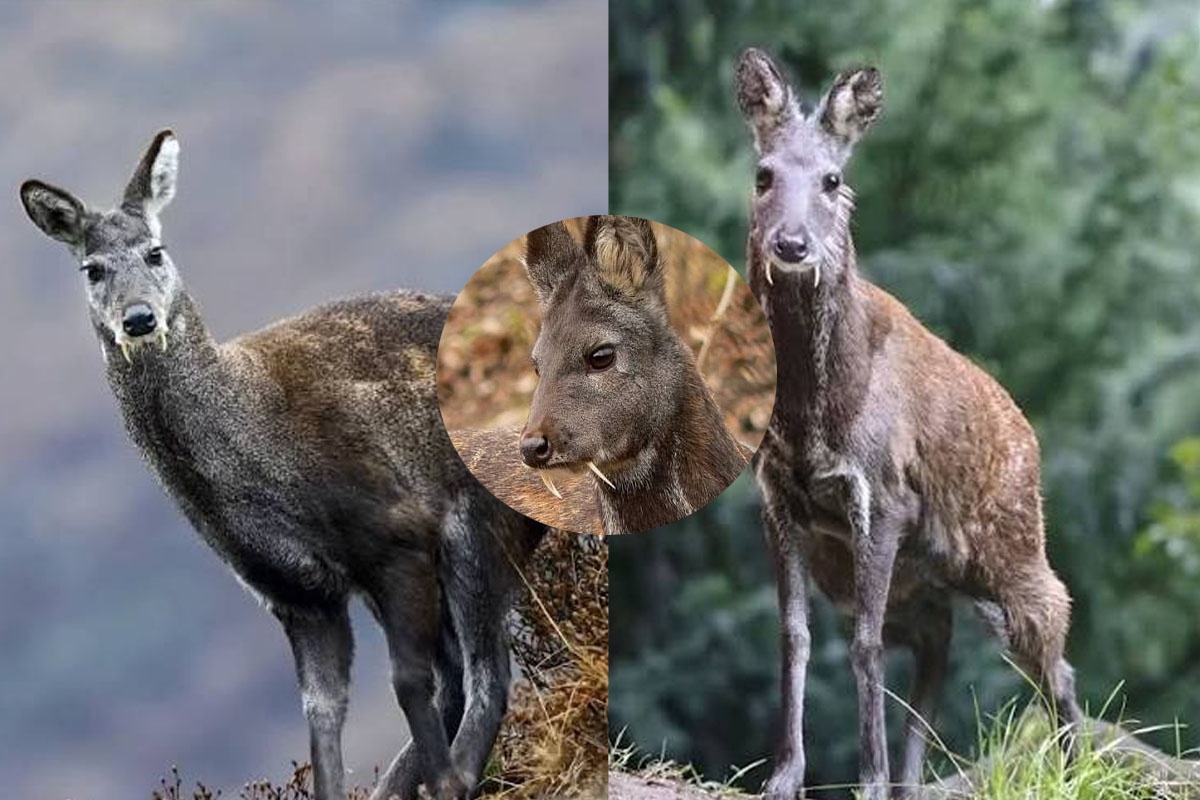 Endangered musk deer spotted in West Bengal after 70 years