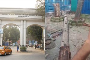 এসএসকেএমে মাথায় গাছ পড়ে মৃত্যু মহিলার, আত্মীয়কে ডাক্তার দেখাতে এনে চরম পরিণতি