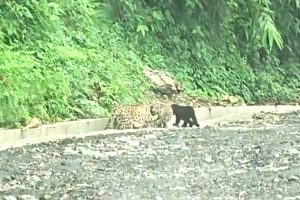 জঙ্গল ছেড়ে পাহাড়ি রাস্তায় মায়ের সঙ্গে খেলছে কালো চিতার শাবক, হইচই কার্শিয়াংয়ে