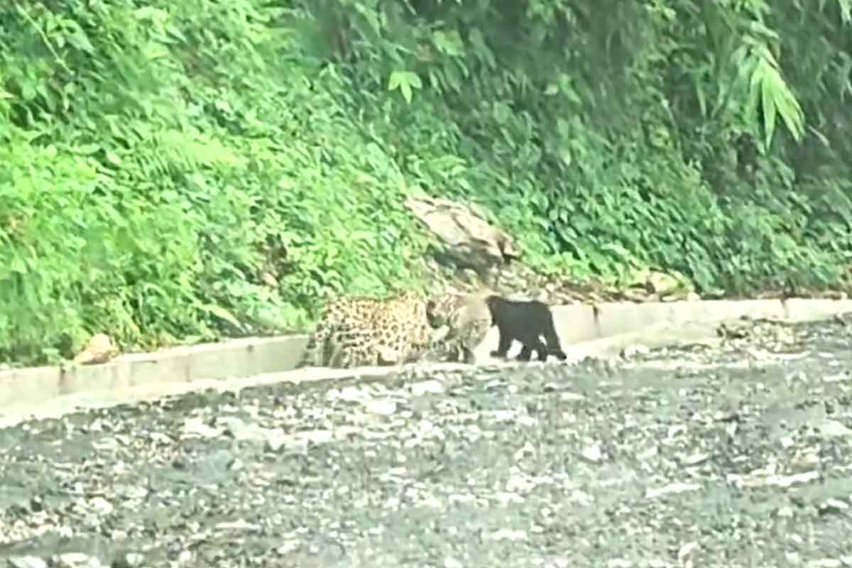 মায়ের সঙ্গে পাহাড়ি রাস্তায় খেলছে কালো চিতার শাবক, হইচই কার্শিয়াংয়ে