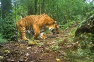 বাঘের পায়ের ছাপ চিনবে পড়ুয়ারা, বক্সায় ব্যাঘ্র আগমনের আগে নয়া উদ্যোগ বনদপ্তরের