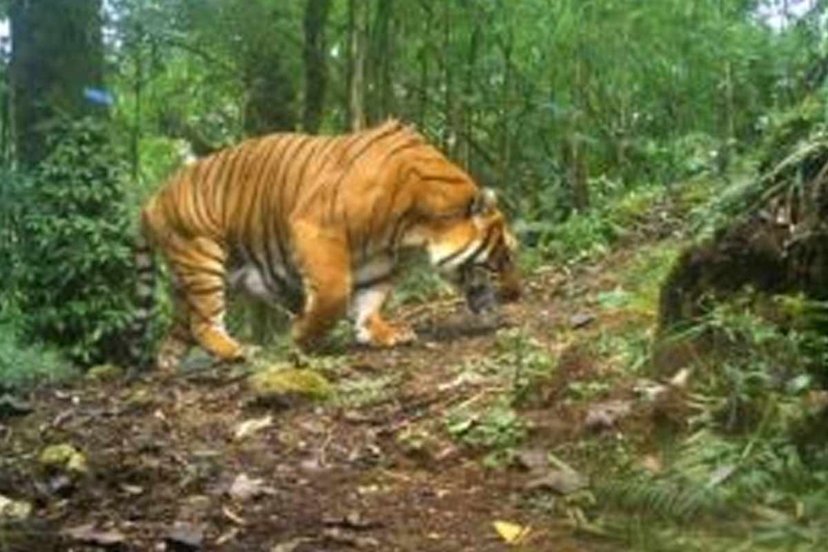 বাঘের পায়ের ছাপ চিনবে পড়ুয়ারা, বক্সায় ব্যাঘ্র আগমনের আগে নয়া উদ্যোগ বনদপ্তরের