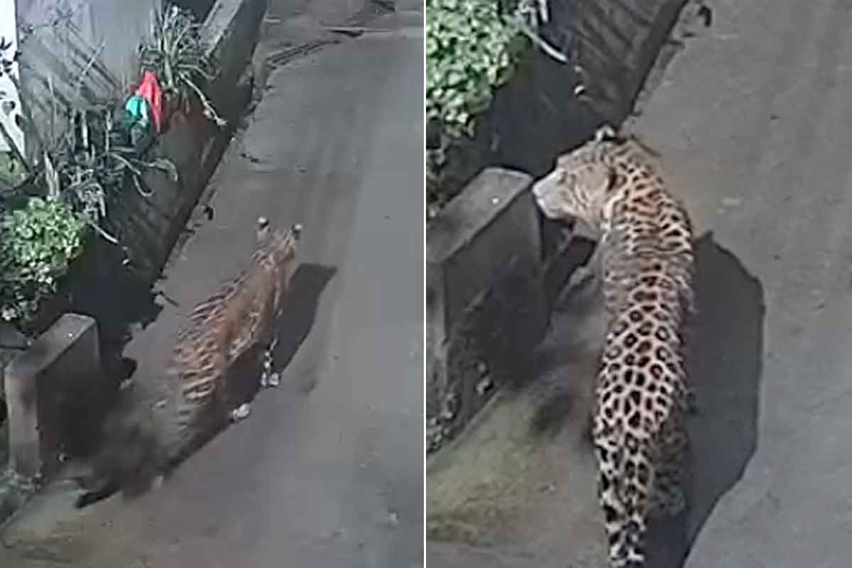 দার্জিলিঙের হাসপাতালে ঘুরে বেড়াচ্ছে চিতা বাঘ, সিসিটিভিতে ধরা পড়ল হাড়হিম করা ছবি