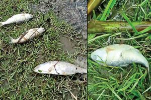 হুগলি নদীতে ইলিশের মড়ক! অশনি সংকেত?