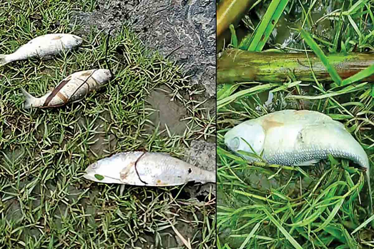 হুগলি নদীতে ইলিশের মড়ক! অশনি সংকেত?