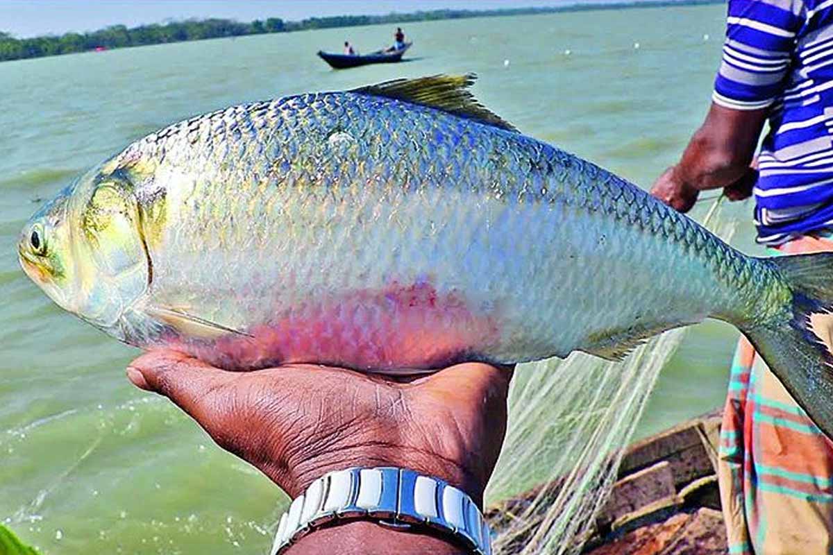 উত্তরপ্রদেশের গঙ্গায় মাছের রাজা! কয়েক দশক পর গাজিপুরে ইলিশ দর্শনে উচ্ছ্বসিত মৎসবিজ্ঞানীরা