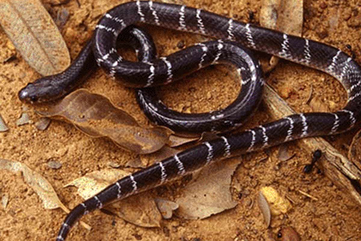 ‘দুধ-কলা দিয়ে’ বিষাক্ত কালাচ সাপকে পুজো! ভুল ভাঙতেই কী করলেন গৃহস্থ?