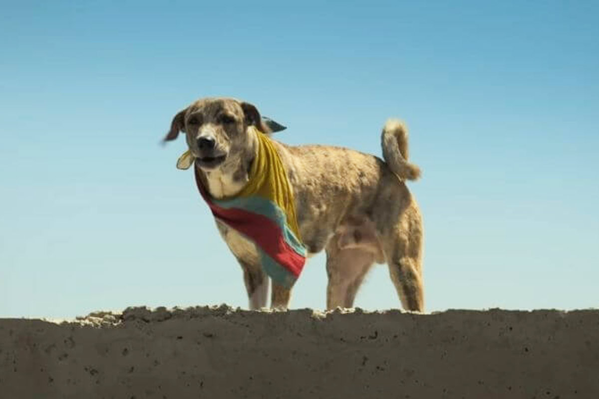 Ohh My Dog Highlights the Emotional Bond Between Pets and Their Owners