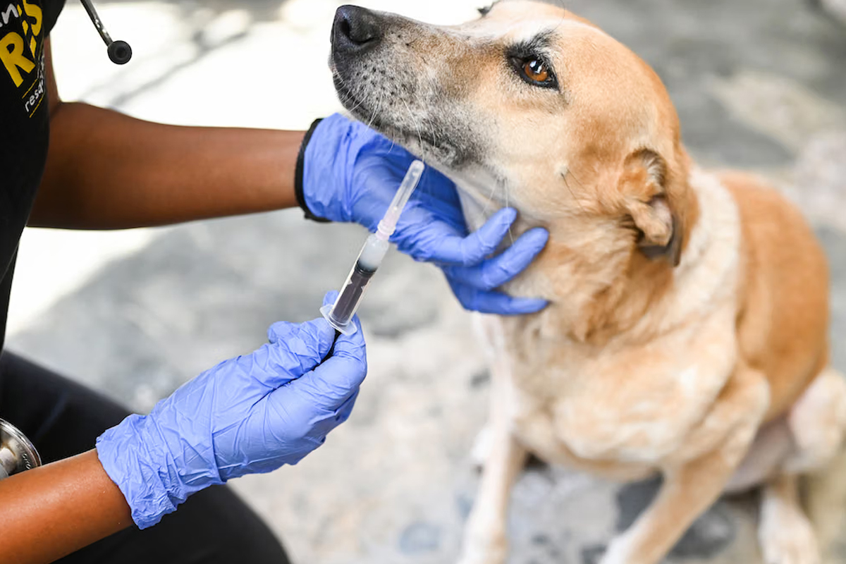 15 year old recover from rabies after symptoms can rabies be cured