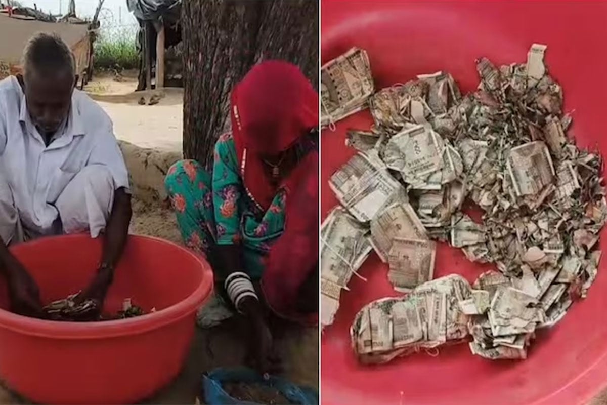 পরিবারকে লুকিয়ে জমিতে লাখ লাখ টাকা পুঁতেছিলেন, চাষির সর্বস্ব গেল উইয়ের পেটে! প্রকাশ্যে ভিডিও