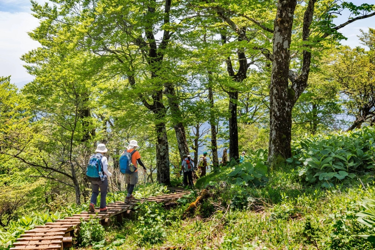 Can Forest Bathing Help Fight Cancer? Benefits of Japan’s Shinrin-Yoku Explained
