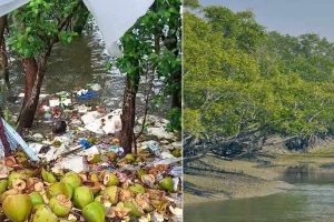 বাঘের মুখে প্লাস্টিক থেকে থার্মোকলের দূষণে জেরবার ম্যানগ্রোভ, শিরে সংক্রান্তি সুন্দরবনের!