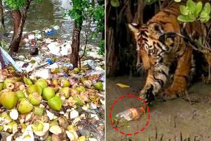 বাঘের মুখে প্লাস্টিক থেকে থার্মোকলের দূষণে জেরবার ম্যানগ্রোভ, শিরে সংক্রান্তি সুন্দরবনের!
