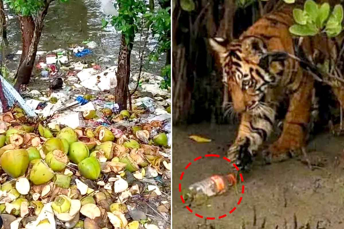 বাঘের মুখে প্লাস্টিক থেকে থার্মোকলের দূষণে জেরবার ম্যানগ্রোভ, শিরে সংক্রান্তি সুন্দরবনের!