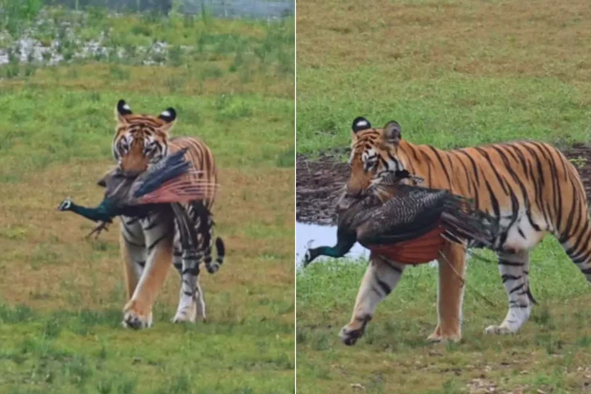 জাতীয় পশুর শিকার হল জাতীয় পাখি! মহারাষ্ট্রের জঙ্গলে লেন্সবন্দি বিরল দৃশ্য