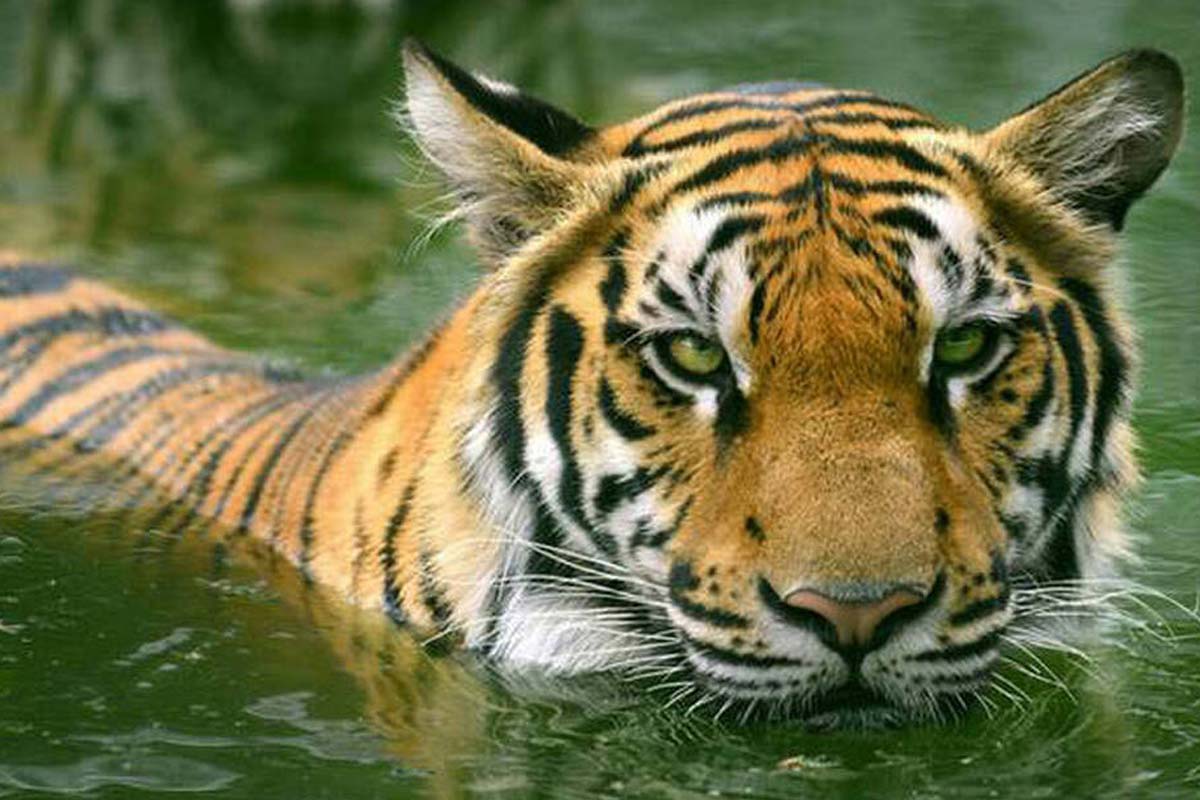 ‘ম্যান ভার্সেস ওয়াইল্ড’: কেন বন্যপ্রাণের সঙ্গে মানুষের ‘বিরোধিতা’র সম্পর্ক দরকার হল?