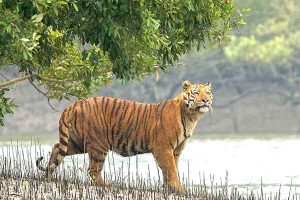 বন-মানুষের শত্রুতা! মধ্যপ্রদেশে বন্যপ্রাণীর হানায় মৃত ৫০, আট মাসে ৪৫টি বাঘের মৃত্যু